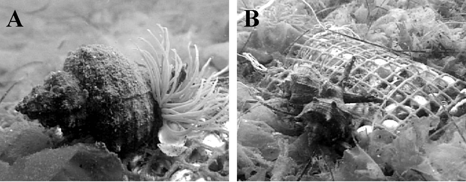 Techelet Shell Using Nets for Trapping - Blue Fringes - Techeiles - Tekhelet ...