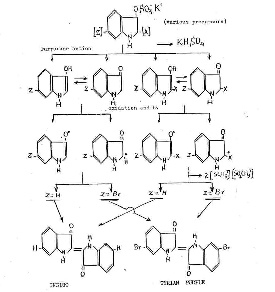 Schematic presentation of the indigoid dye formation